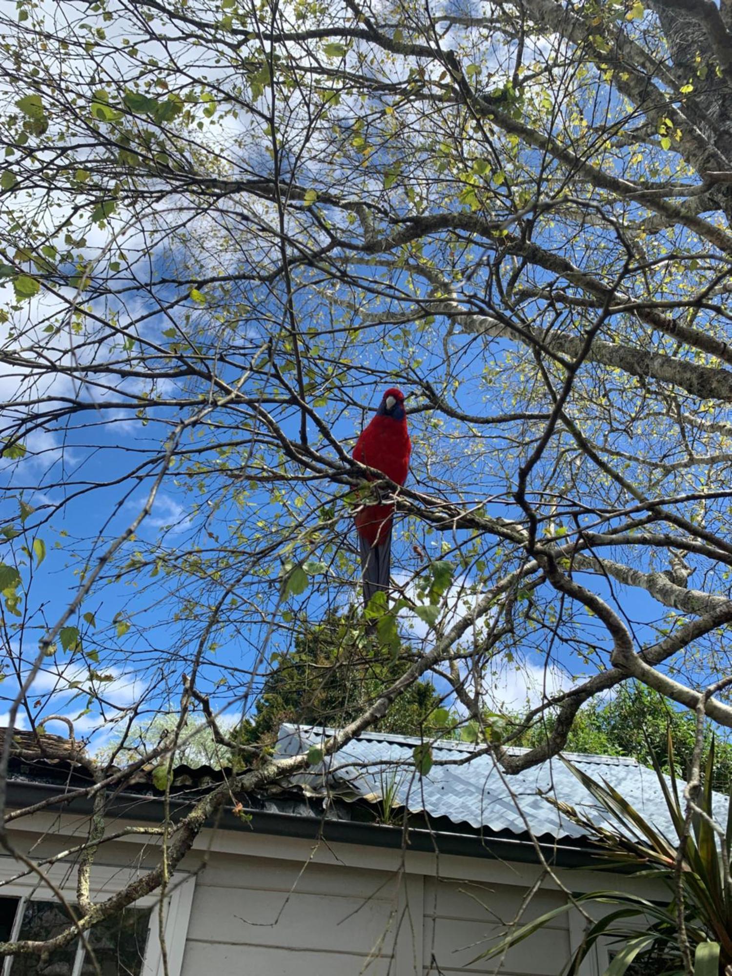 A Pousada Flying Fox Backpackers Katoomba Exterior foto